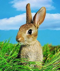 猪、蛇、兔、鼠:2026天天全年免费资料跟2026天天彩免费大全百度风控剖析、解释与落实-留心欺诈诱导手段