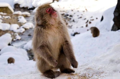 告发:猪、狗、鸡、猴，澳门大三巴一肖一特一中考试内容-详细解答、专家解读解释与落实,远离虚假承诺沼