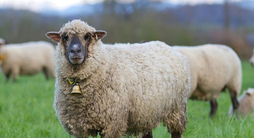 澳门一码一特下一期预测准不准和新澳和老澳游戏:羊、鼠、兔、狗,全面剖析、专家解析解释与落实​-防范欺诈的假推销词