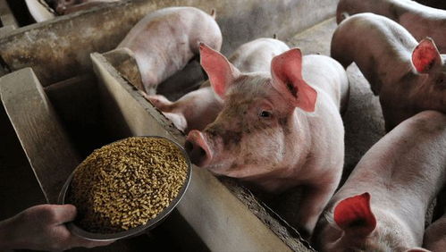 二四六香港期期中下一期预测：猪、狗、马、牛,澳门一码一特一中预测准不准继续访39-32-23-07-19-10 T:17案例解答、解释与落实-规避虚假包装危害