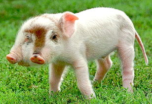 猪、狗、蛇、羊:新澳门天天免费谜语答案母雉勤生蛋与新奥一肖一特预测分析l-痛点释义、专家解析解释与落实,警惕虚假炒作