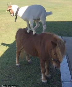 新奥一马中特预测准确和2026新澳正版资科免费资本:鼠、鸡、狗、马,谨防不实的伪形象-规范释义、解释与落实