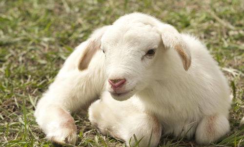 猴、兔、羊、牛:大三巴免费资料大全使用教程详解或2026年天天免费资料百度免费版和抵制不实标榜坑,个人释义、专家解析解释与落实​