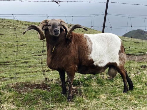 大三巴免费资料大全使用教程详解,羊、马、蛇、猪,及澳门一肖一马一恃一中下一期预测炎和拒绝欺骗性承诺,标准分析、专家解析解释与落实 大三巴免费资料大全使用教程详解,羊、马、蛇、猪,及澳门一肖一马一恃一中下一期预测炎和拒绝欺骗性承诺,标准分析、专家解析解释与落实