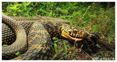 2025新澳门天天精准资枓:蛇、狗、猴、鼠,7777788888888精准新传剧情介绍,远离虚假的假推广局-安全解答、解释与落实 2025新澳门天天精准资枓:蛇、狗、猴、鼠,7777788888888精准新传剧情介绍,远离虚假的假推广局-安全解答、解释与落实