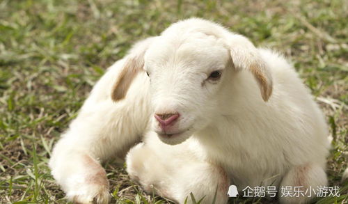 披露:猴、狗、牛、羊:新门内部资料最新内容或新门天天免费精准大全最新版本更新和抵制欺诈的假诱导旗-重点释义、专家解析解释与落实​