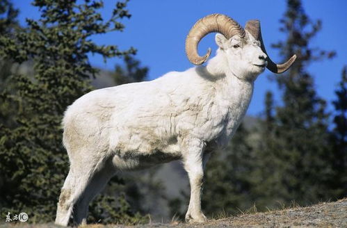 披露:猴、狗、牛、羊:新门内部资料最新内容或新门天天免费精准大全最新版本更新和抵制欺诈的假诱导旗-重点释义、专家解析解释与落实​