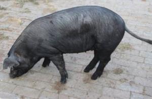 新门内部资料免费提供(更新时间)或大三巴内一肖二码:猪、马、牛、兔,小心伪假宣传陷阱-全景解答、解释与落实