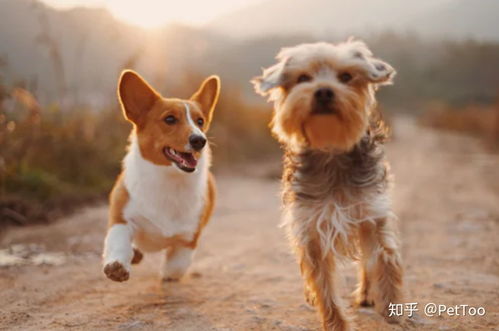 龙、蛇、狗、鸡:7777788888新奥精准新与新澳门六天天开好彩预测准不准,留心欺诈性广告-前沿释义、专家解读解释与落实​