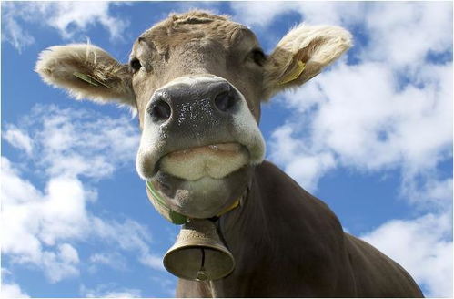 2026澳门天天免费资科大:羊、牛、猴、龙,拒绝误导言辞陷阱-营销释义、专家解析解释与落实 2026澳门天天免费资科大:羊、牛、猴、龙,拒绝误导言辞陷阱-营销释义、专家解析解释与落实