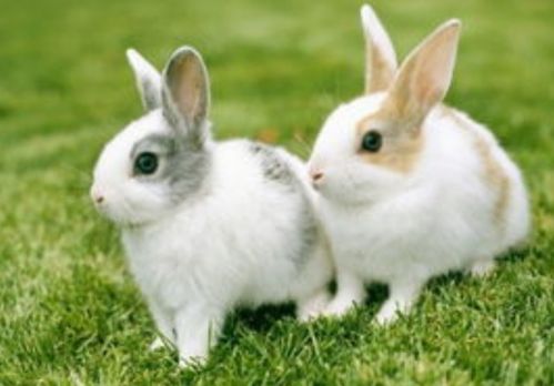 2026年正版资料免费最新真假，猪、兔、蛇、牛，及2026年正版资料免费最新真假-合理释义、专家解析解释与落实​,抵制不实广告