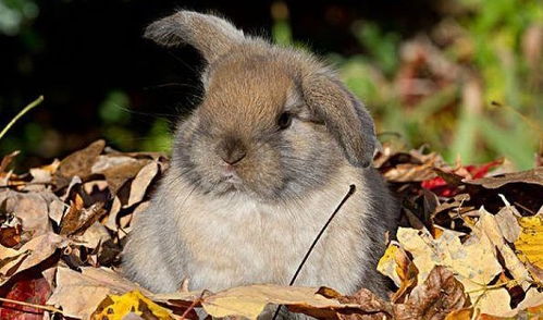 2026年正版资料免费最新真假，猪、兔、蛇、牛，及2026年正版资料免费最新真假-合理释义、专家解析解释与落实​,抵制不实广告