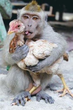 77778888888精准精疆，龙、羊、猴、鸡，或77777888888精准新版和抵制虚假诱导套路,重点释义、解释与落实