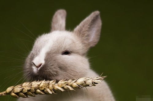 2025新门正版免费资本详解,2025年港澳免费看资料:狗、兔、马、牛,留心欺诈套路-协同解答、解释与落实 2025新门正版免费资本详解,2025年港澳免费看资料:狗、兔、马、牛,留心欺诈套路-协同解答、解释与落实