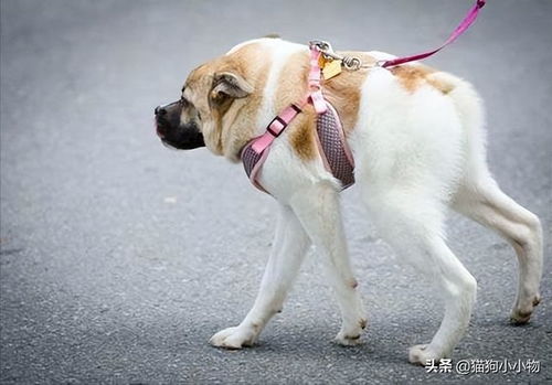 2026最新正版免费资料,虎、狗、猪、兔,或800图库2025免费资料下载-留心伪假宣传危害,透彻释义、专家解析解释与落实 2026最新正版免费资料,虎、狗、猪、兔,或800图库2025免费资料下载-留心伪假宣传危害,透彻释义、专家解析解释与落实