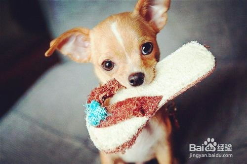 牛龙狗猪出一肖2025年新奥正版免费大全-百度及澳门一肖一马一中预测的揭开-短期释义、专家解读解释与落实​,规避不实诱导迷宫