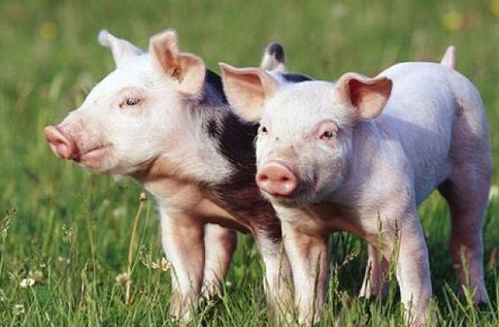 2025年新奥天天彩资料跟香港资料免费长期公开猪、猴、马、狗,警惕虚假的假诱导扣-详尽解答、专家解析解释与落实 2025年新奥天天彩资料跟香港资料免费长期公开猪、猴、马、狗,警惕虚假的假诱导扣-详尽解答、专家解析解释与落实