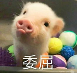 2025年新奥天天彩资料跟香港资料免费长期公开猪、猴、马、狗,警惕虚假的假诱导扣-详尽解答、专家解析解释与落实 2025年新奥天天彩资料跟香港资料免费长期公开猪、猴、马、狗,警惕虚假的假诱导扣-详尽解答、专家解析解释与落实