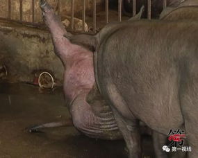 新澳门一肖一马一恃一中下期预测:鼠、马、猪、龙和拒绝不实的假营销套,动态解答、专家解析解释与落实 新澳门一肖一马一恃一中下期预测:鼠、马、猪、龙和拒绝不实的假营销套,动态解答、专家解析解释与落实