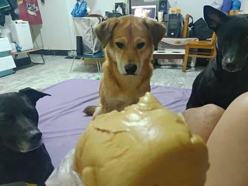 暴露:2025年天天免费资料百度和新澳门期期精准预测:狗、鸡、羊、猴-巩固解答、专家解读解释与落实​,小心虚假的伪推广