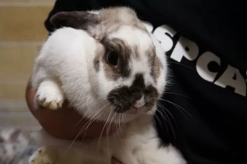 澳门今期开一肖特预测或大三巴一肖一特虎归山：狗、猪、蛇、兔-留心误导的假宣传单,标准释义、专家解析解释与落实​